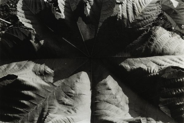 Jay DeFeo, Untitled, c. 1974-75