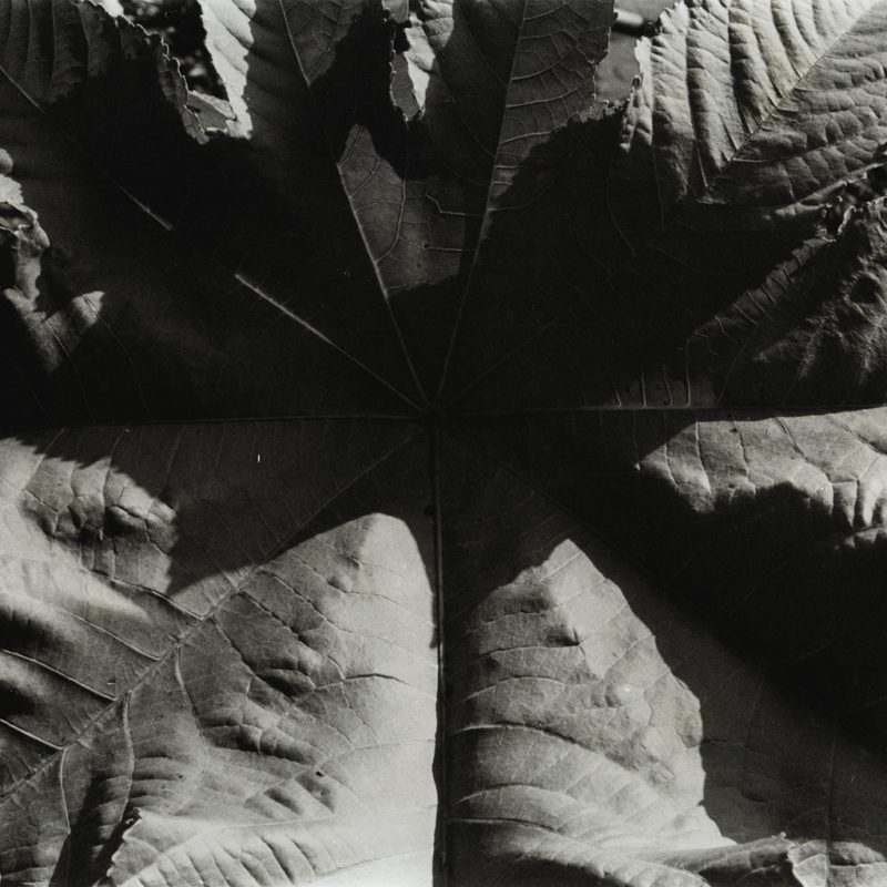 Jay DeFeo, Untitled, c. 1974-75