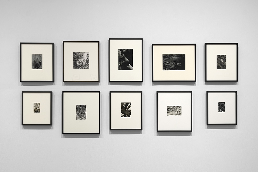 Steven Probert, Installation view of Inventing Objects: Jay DeFeo's Photographic Works, September 9 - October 28, 2023, at Paula Cooper Gallery, New York